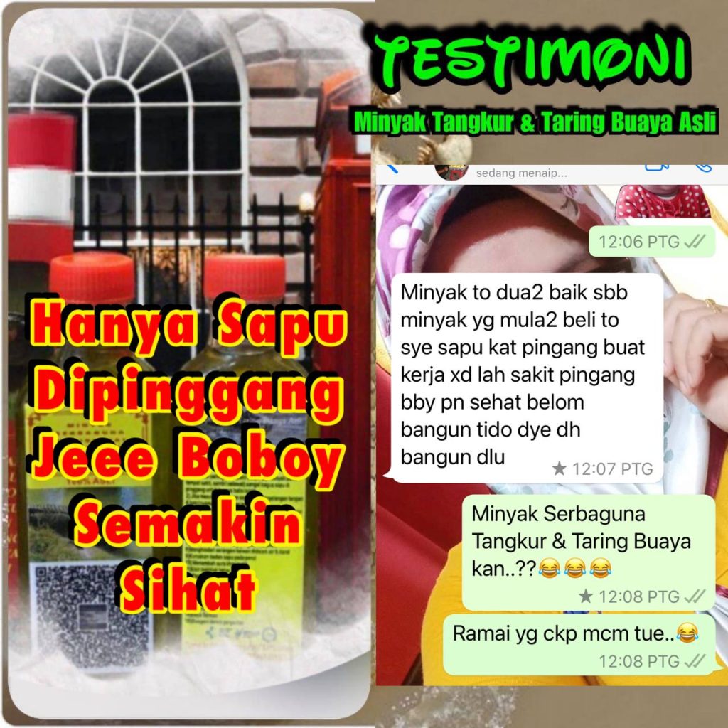 MINYAK TANGKUR BUAYA TARING 16 MINYAK TANGKUR BUAYA TARING