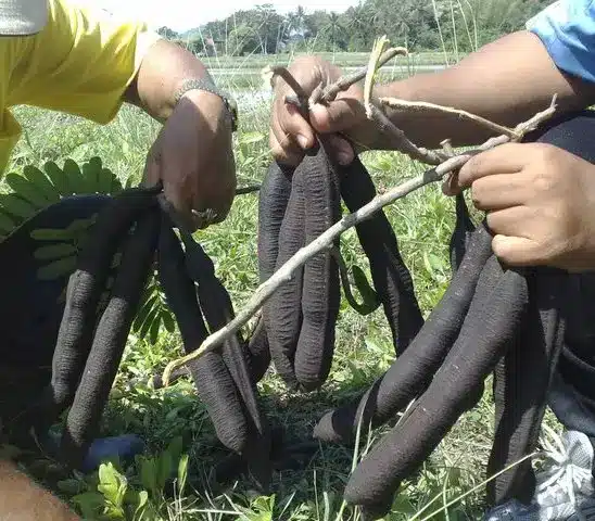 BUAH KOTE MAMAK
